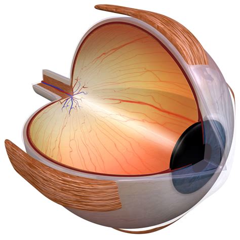 Die Netzhaut Des Auges Aufbau Und Funktion Lasik Germany