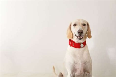 Where Should A Dog Collar Sit And How Tight Should It Be