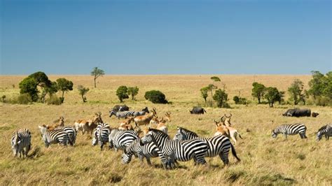 Masai Mara vs Serengeti | Blog | Wild Safari Guide