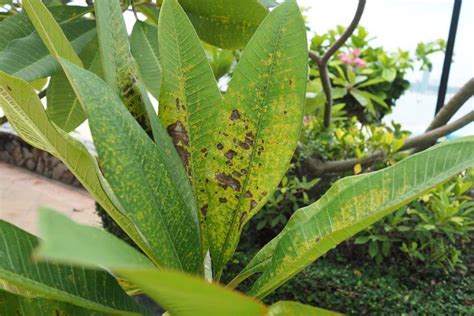 Brown Spots On Plumeria Leaves Causes Solutions And Expert Guidance