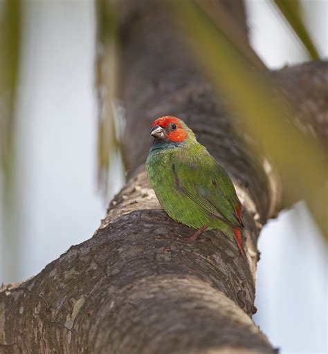 Fiji Parrotfinch Erythrura Pealii Viti Levu Island Repu Flickr