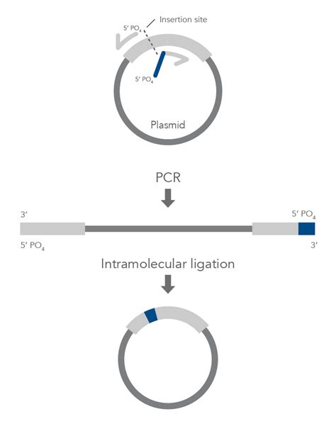 Site-directed Mutagenesis Methods | IDT