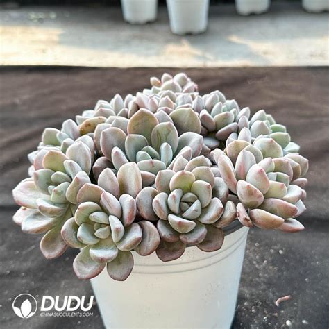 Pachyphytum Egret Clustering China Wholesale Succulent Plants Factory