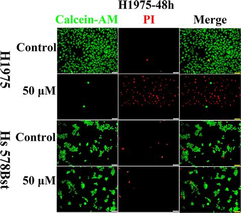 Livedead Cell Assay For H1975 Cells Treated With Pbs And Cu‐p1 For 48