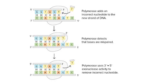 DNA proofreading and repair (article) | Khan Academy