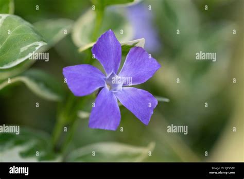 Vinca Major Variegata Bigleaf Periwinkle With Beautiful Deep Blue