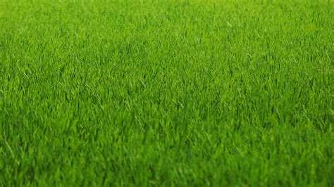 🔥 [70+] Green Grass Wallpapers | WallpaperSafari