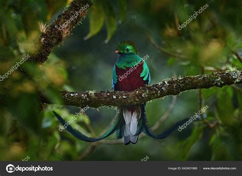 Resplendent Quetzal Pharomachrus Mocinno Chiapas Mexico Blurred Green