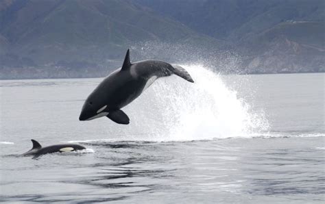 Orcas Have Learned Brutal New Hunting Techniques to Feed in The Open Sea : ScienceAlert