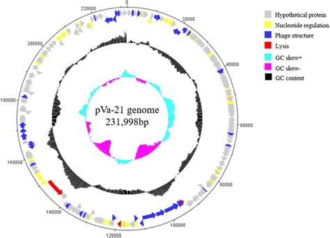 Genome Map Of Phage PVa 21 The Innermost Circles Coloured In Cyan And