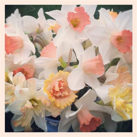 34 best images about Pink Daffodils on Pinterest