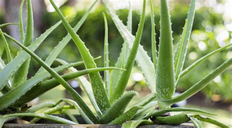 Aloe Vera Comment Le Cultiver Pour Récolter Son Gel Bio à La Une