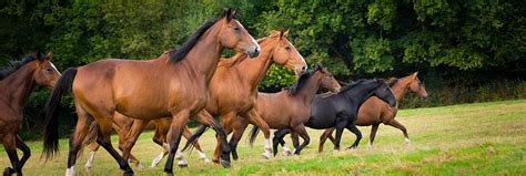 Equine Corporate Home Page Msd Animal Health