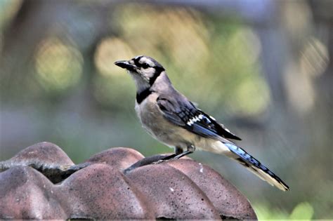 Blue Jay On Bird Bath Free Stock Photo - Public Domain Pictures