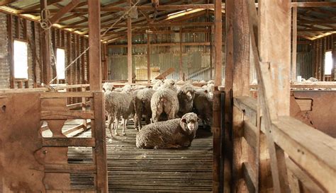 Kurraglen Sheep Goat Handlers Alpaca Crush