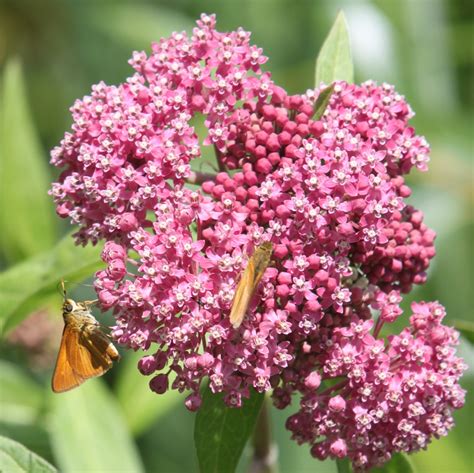 Kalamazoo Seasons: Swamp Milkweed