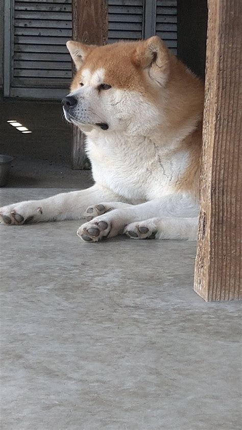 あきほ秋田犬保存会 秋田犬会館 On Twitter 躍動感溢れてる