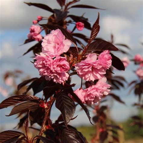 Okrasn Ere A Sakura Royal Burgundy Cm Kmienok Strom Ekovo Sk