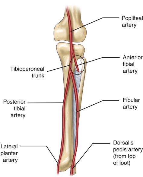 Femoral Artery Anatomy