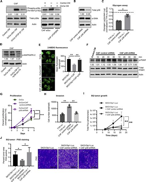 Fibroblasts Mobilize Tumor Cell Glycogen To Promote Proliferation And