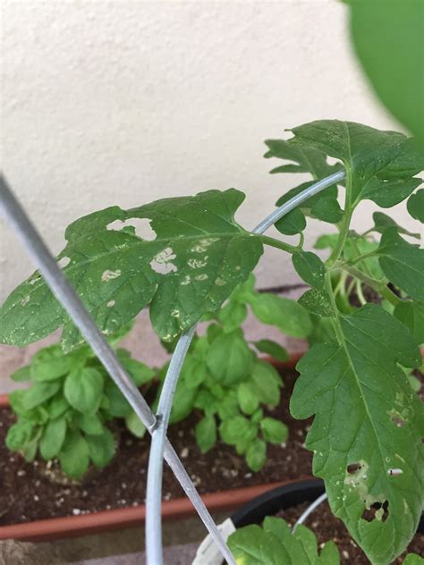 Whats Eating My Tomato Plants Rgardening