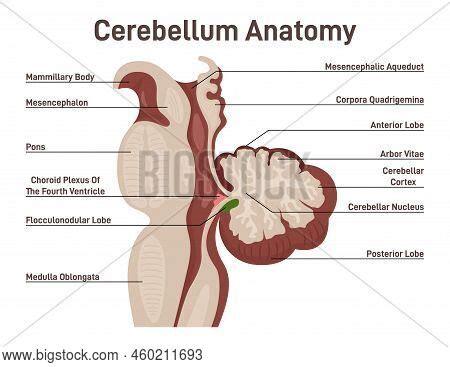 Cerebellum Anatomy Vector Photo Free Trial Bigstock