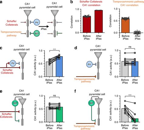 Pv And Sst Plasticity Differentially Regulates Schaffer Collateral And