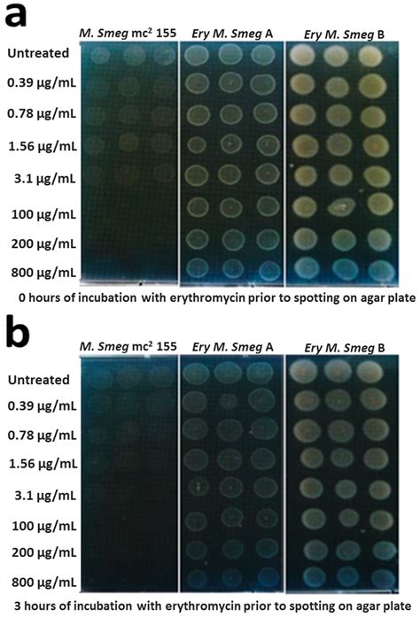 Antibiotics Free Full Text Characterization Of Two New Multidrug