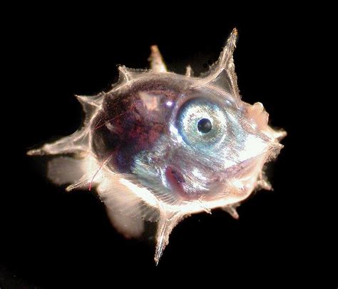 科學家的動物園巨大翻車魚的寶寶原來只有鼻屎大Wee babies of Mola Mola Sunfish Beginneros