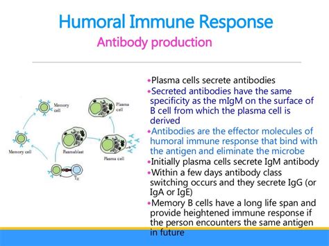 Humoral Immune Response