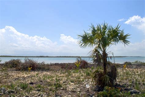 Palms in Habitat - DISCUSSING PALM TREES WORLDWIDE - PalmTalk