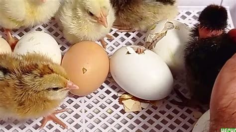 Incubación de 12 huevos de gallinas en incubadora YouTube