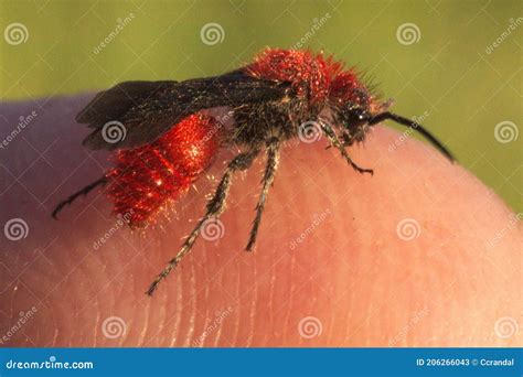 535 Velvet Ant Dasymutilla Fox Stock Image Image Of Velvet Wasps 206266043