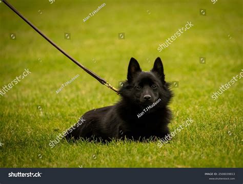 Black Long Haired Belgian Malinois Puppy Stock Photo 2508039813 ...