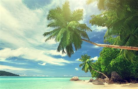 Hd Wallpaper Green Coconut Trees Palm Trees Water Beach Tropical