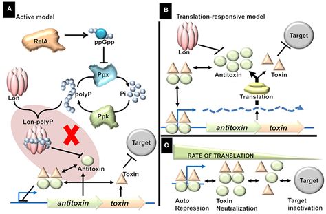 Frontiers Regulation Of Type Ii Toxin Antitoxin Systems The