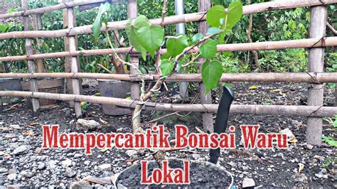 Mempercantik Bonsai Waru Lokal Dengan Cara Okulasi Youtube