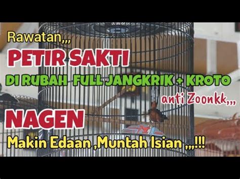 Aksi Murai Batu PETIR SAKTI Banyak Yg INCAR BOS BESAR Tampil NGERI Di