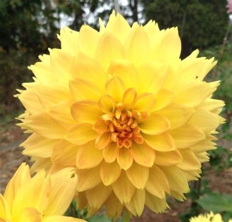 Bo De O Dahlias By Flower Name