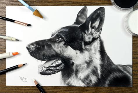 German Shepherd Drawings