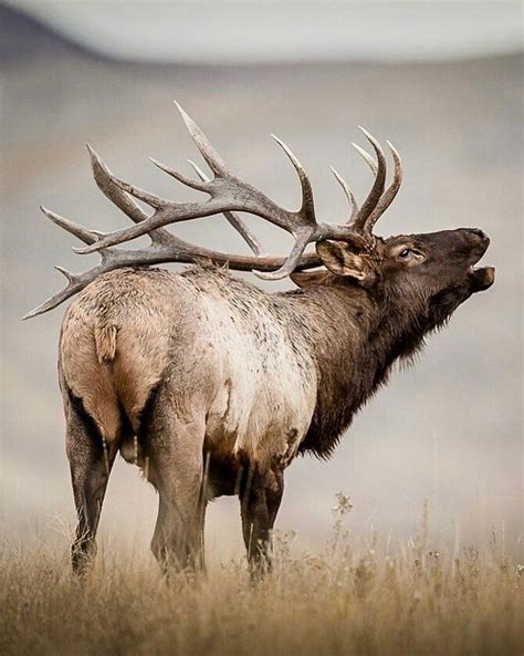 Magnificent Elk with Large Antlers