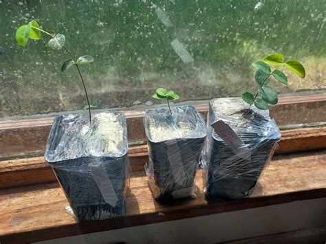 Just got these very rare plants... - Great Lakes Rare Fruits