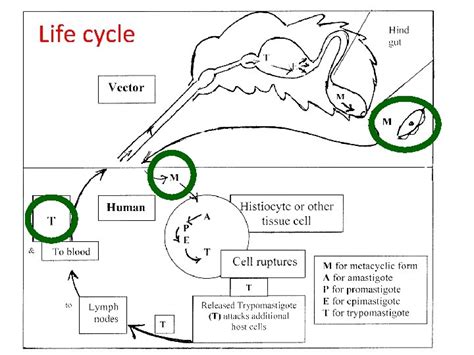 Haemoflagellates Genus Leishmania Genus Trypanosoma Blood Flagellates