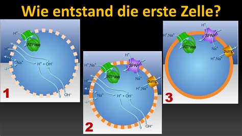 Entstehung Des Lebens Teil 12 Wie Entstand Die Erste Zelle Darwinator