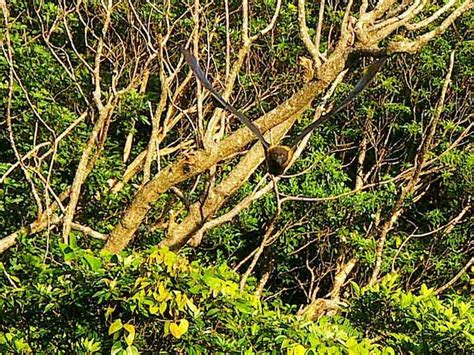 Ryukyu Life: Wildlife Photos: The Ryukyu Flying Fox