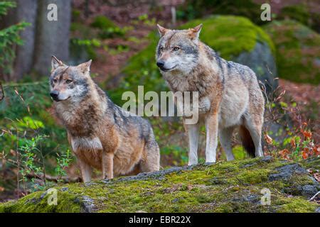 Two Gray Wolves On A Mossy Boulder In A Foggy Forest Stock Photo Alamy