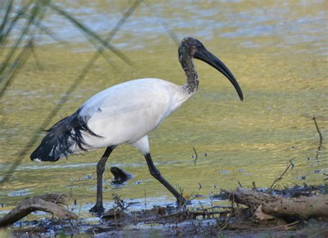 Lake Albert Check List · iNaturalist