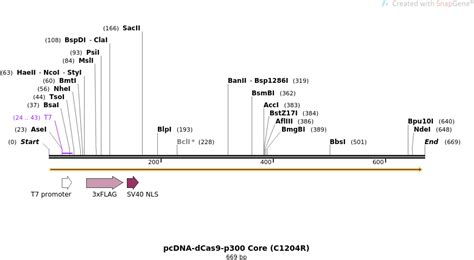 Addgene Pcdna Dcas9 P300 Core C1204r Sequences