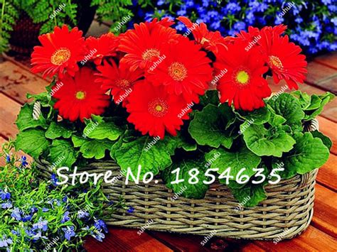 Gerbera Daisy Seeds at BestSeedsOnline.com | Free Shipping & Up to 70% OFF