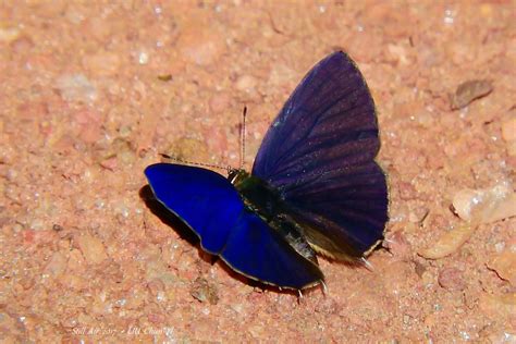 Anthene Larydas Common Ciliate Blue B00083 Gh00054 Up Flickr